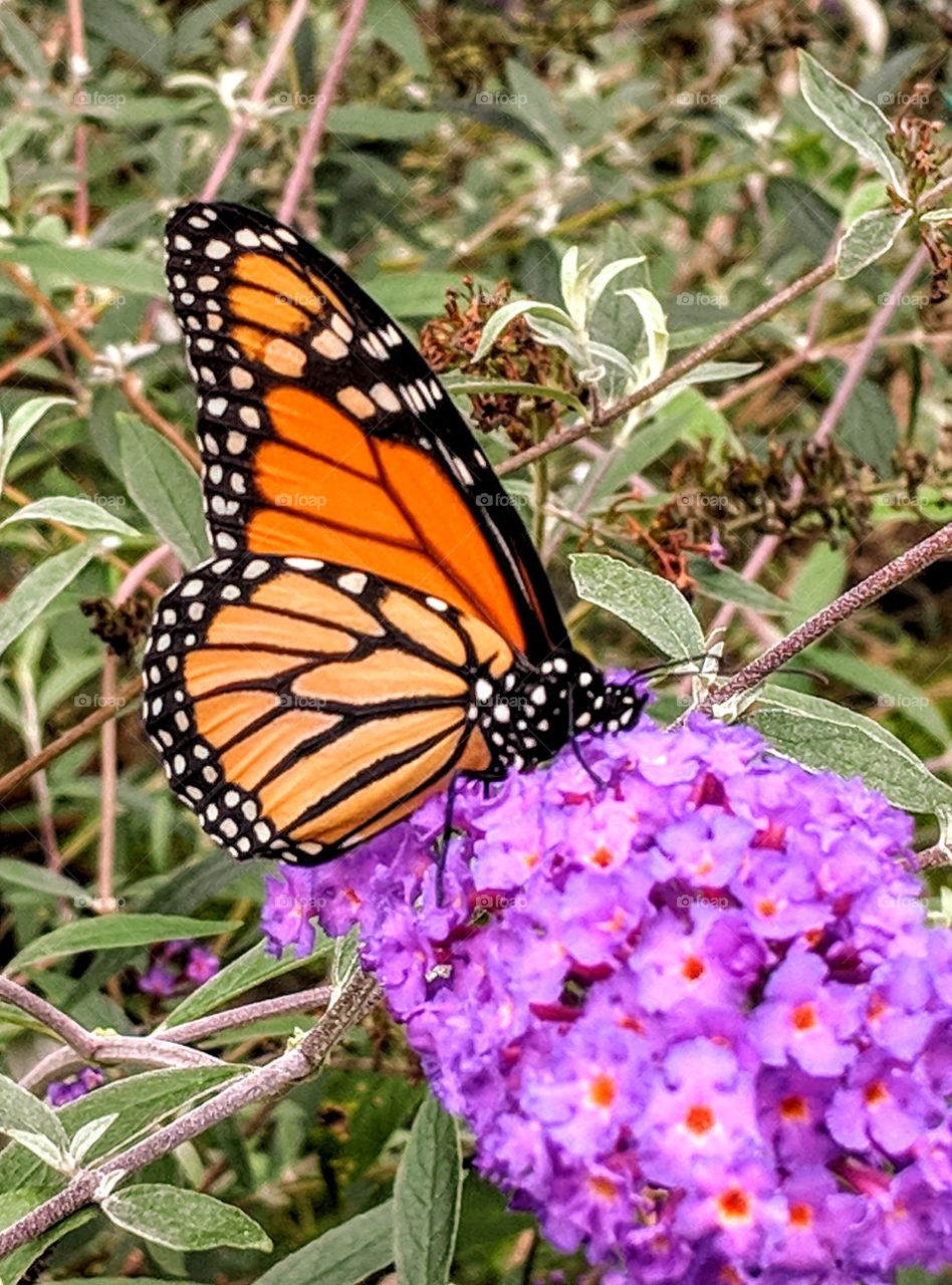 Monarch Butterfly on Purple flowers