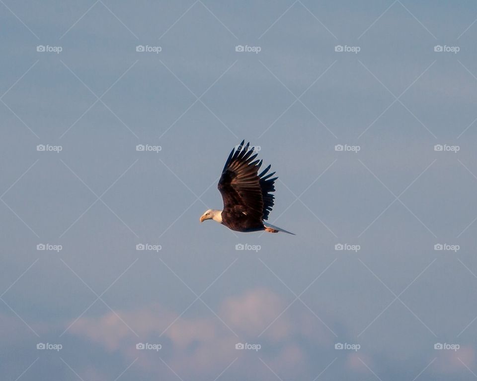 Bald Eagle in Flight