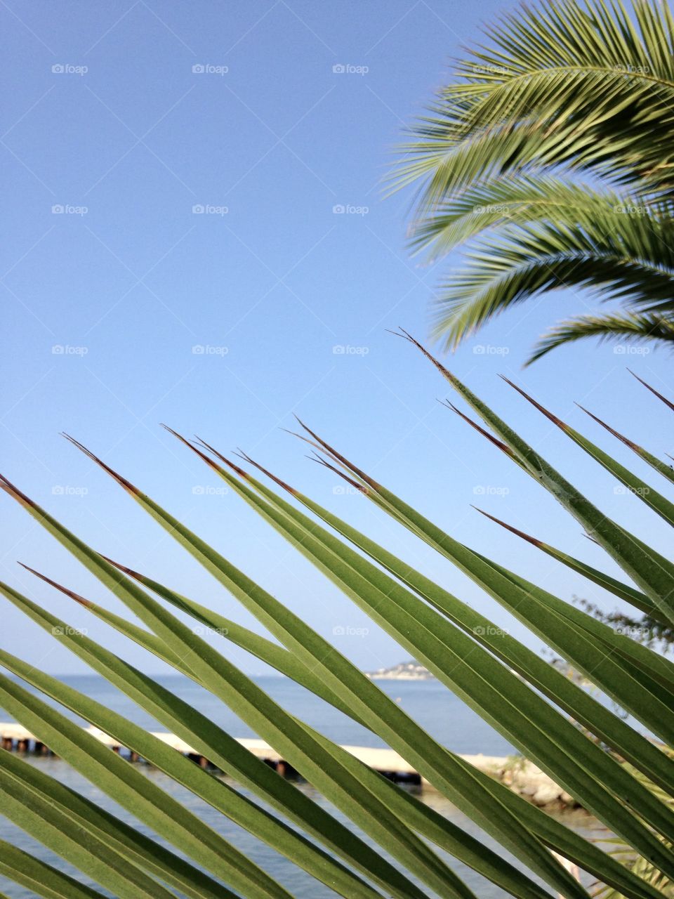 Palm leaves on a background of the sea