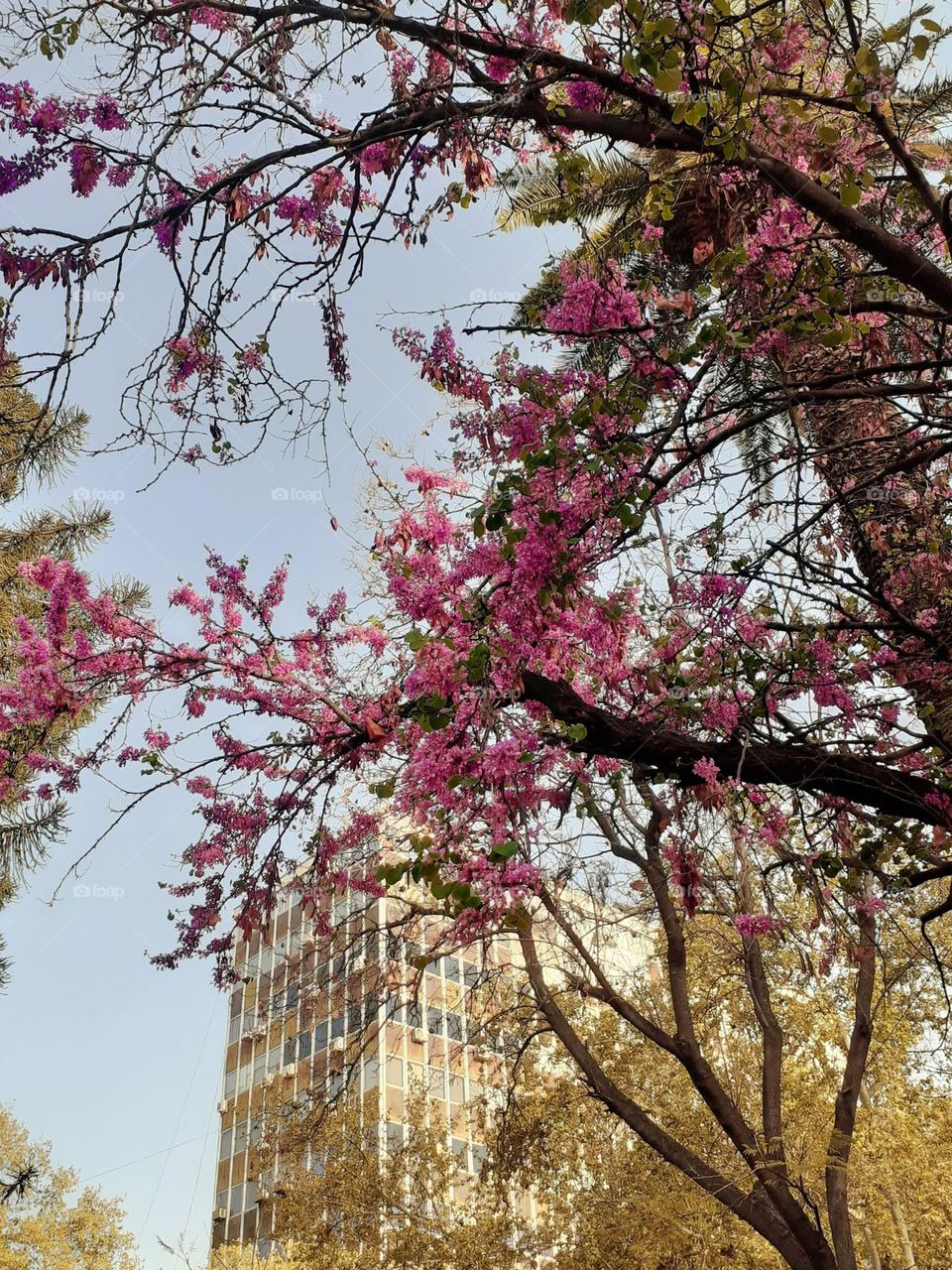 primeras flores anuncian la primavera en la ciudad