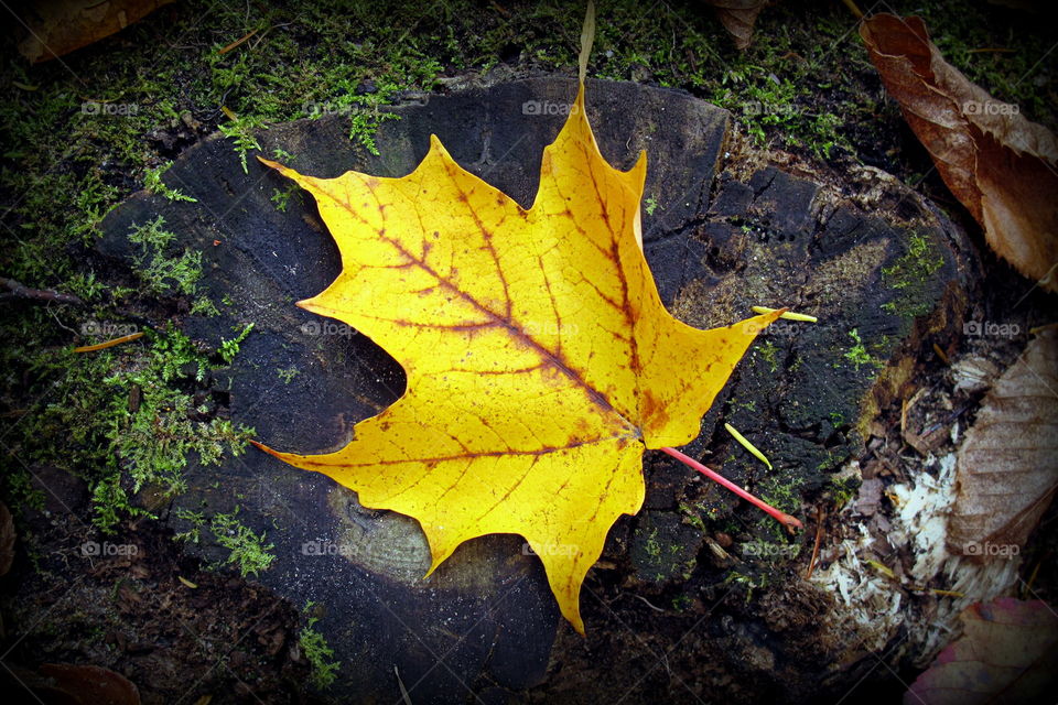 fall maple leaf
