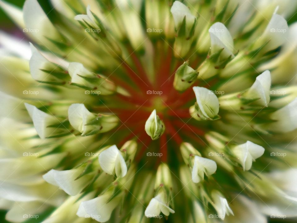 closeup flower camp