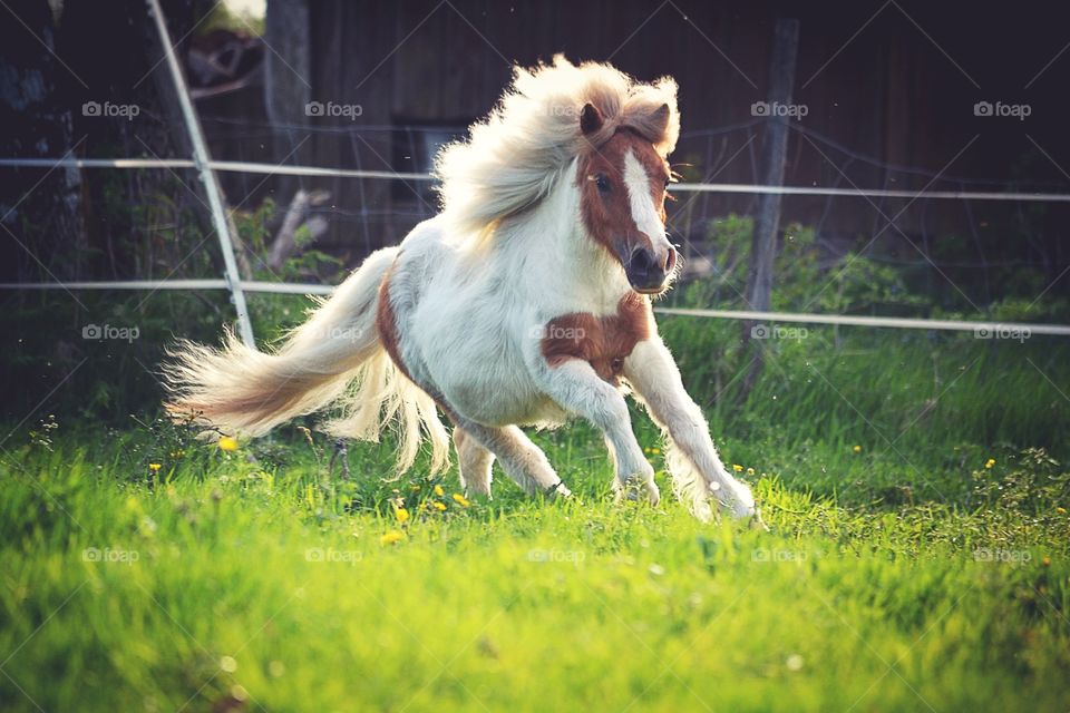 Horse running in grass