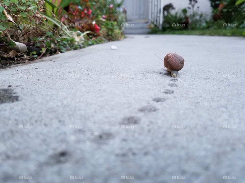 Snail