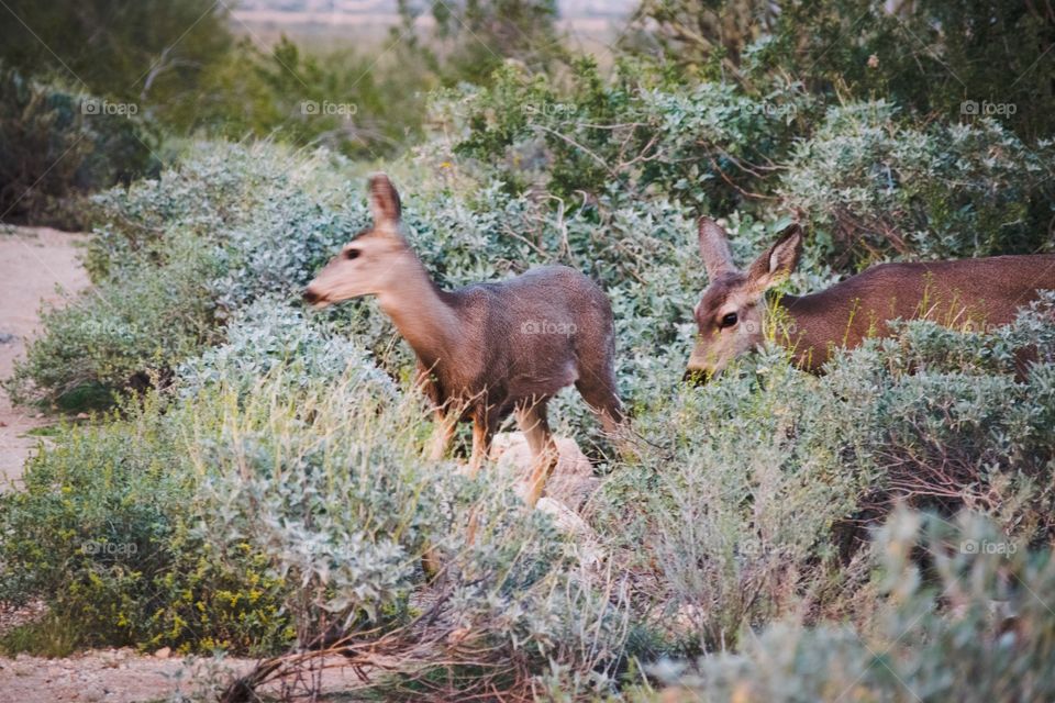 Deer foraging for food