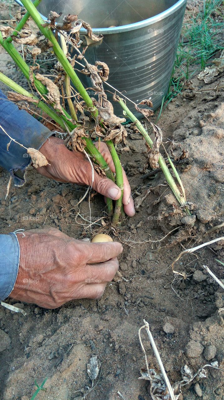 Digging potatoes in the farm.