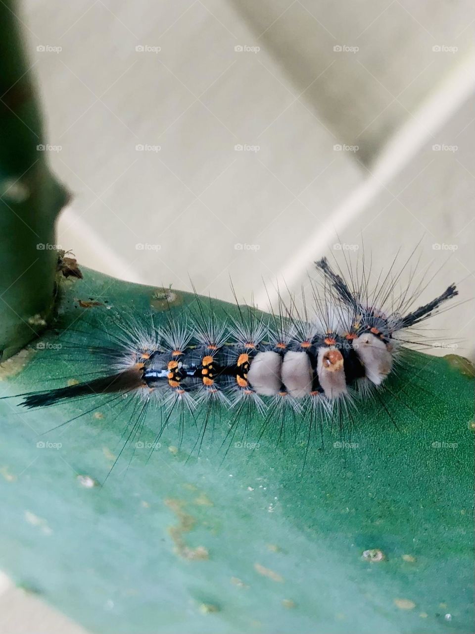 One of the fuzzy, creepy-crawly caterpillars around here on the ranch- this one could pass as an alien lol, but still beautiful!