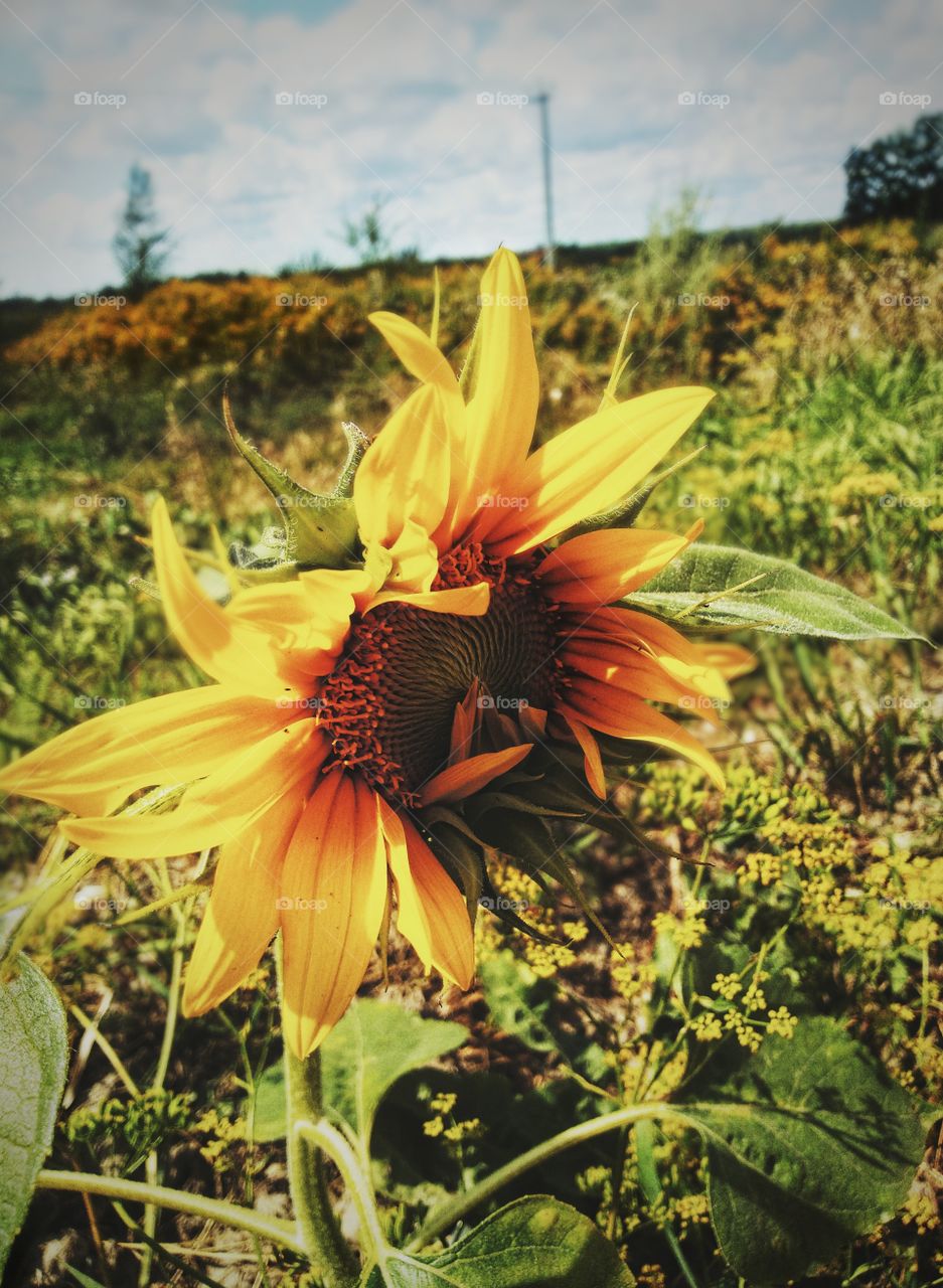 sunflower summer