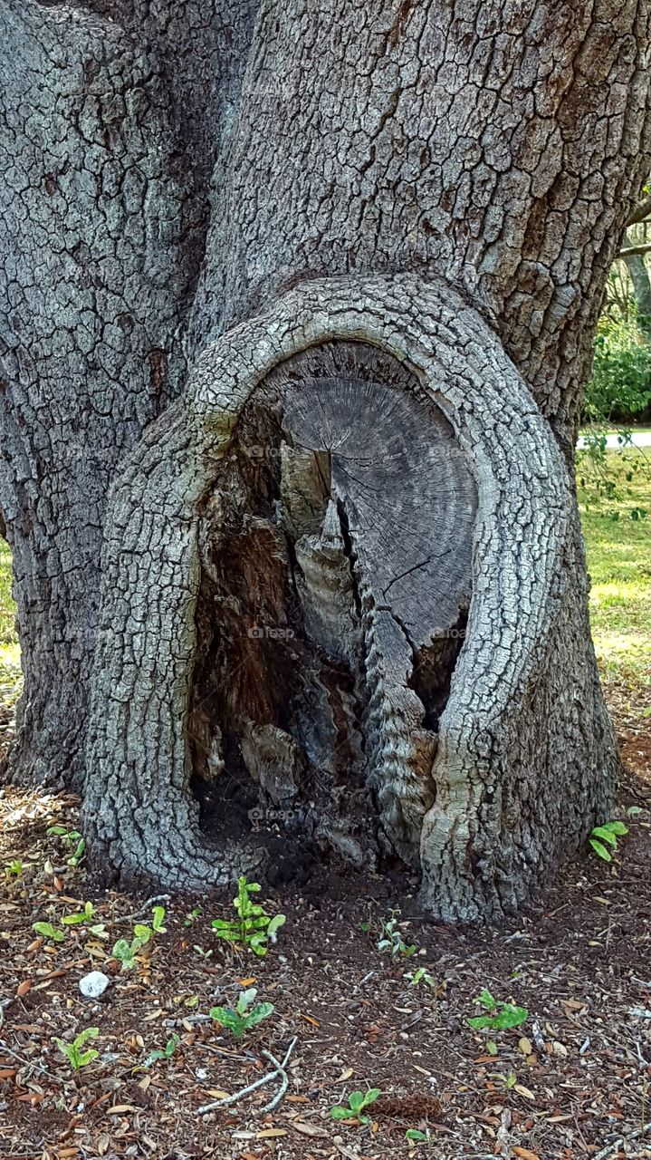 Tree, Wood, Trunk, Nature, Bark