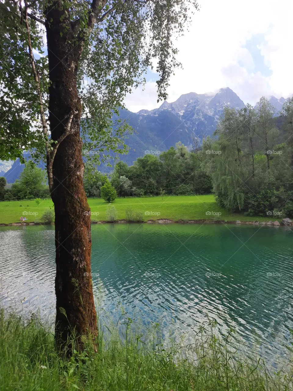 Baum und wasser