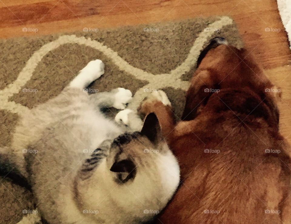 Max was afraid of the thunder and lightning so Pixie the cat comforted him until the storm was over.