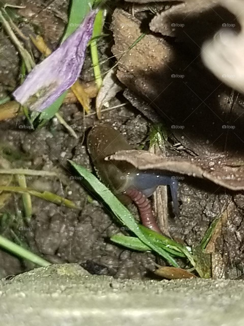 Bug nightlife and a witch