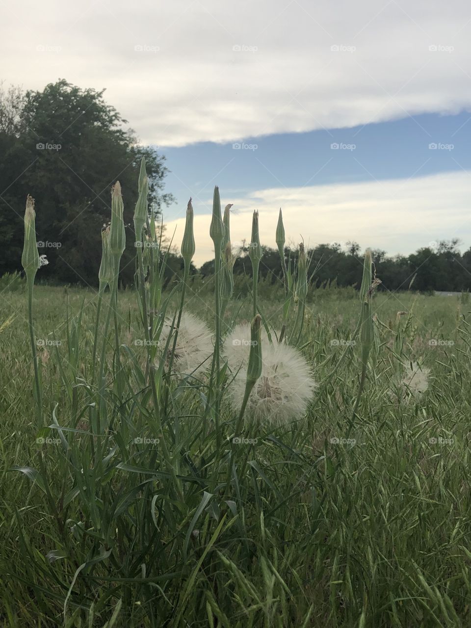 Lovely field area and sky