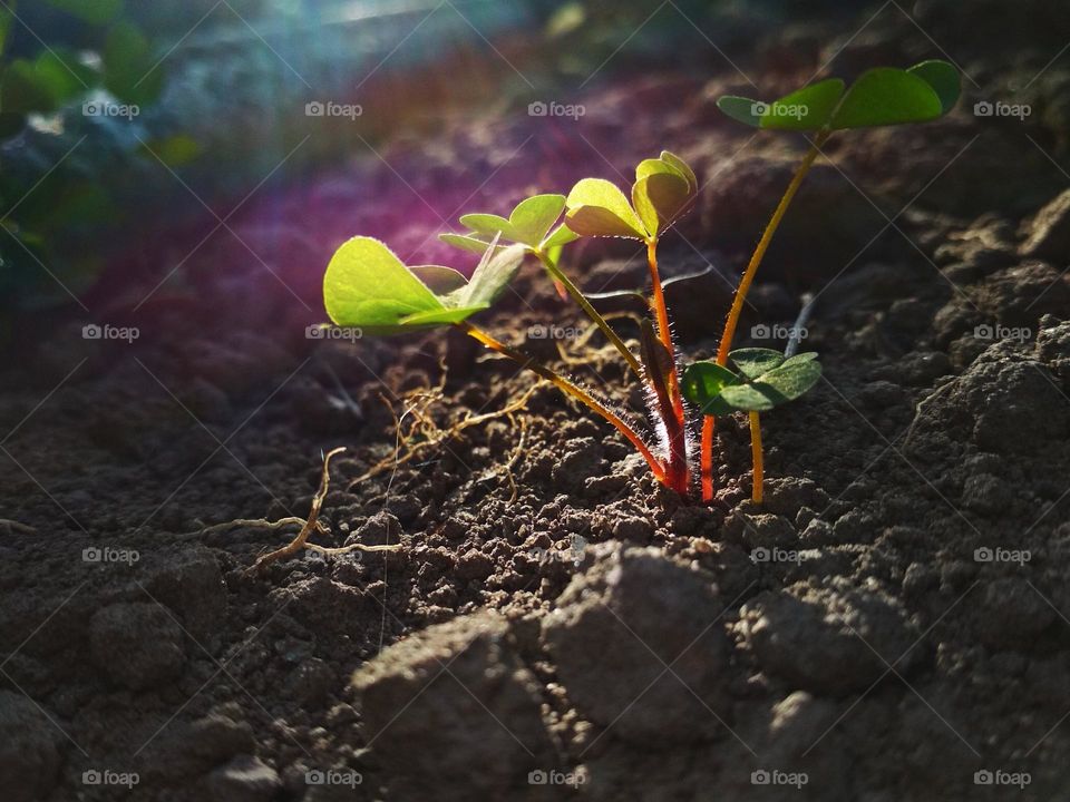 Oxalis stricta, called the common yellow woodsorrel, common yellow oxalis, upright yellow-sorrel, lemon clover, sourgrass, sheep weed, pickle plant