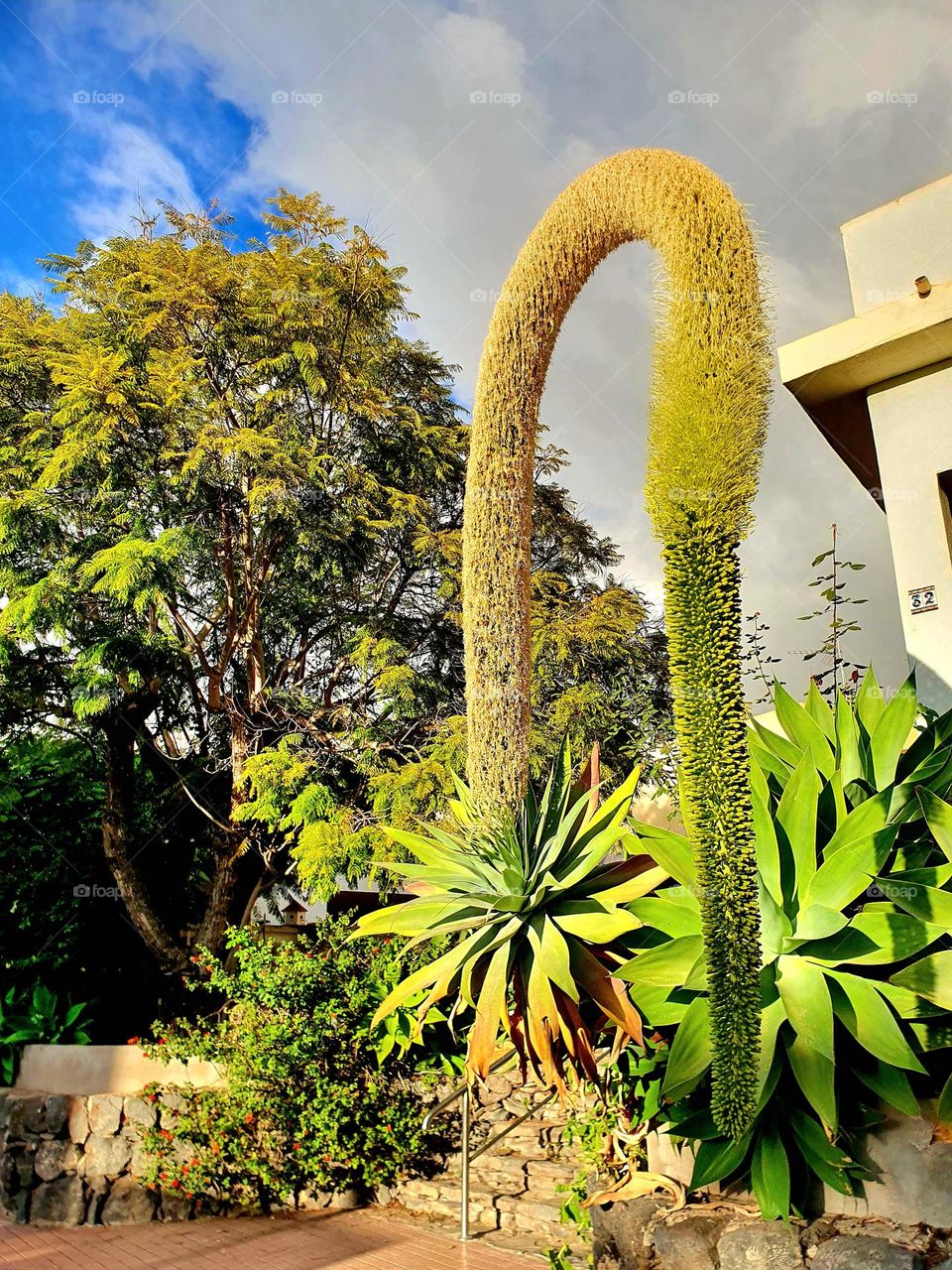 plant - a beautiful dragon tree agarve grown in a small garden