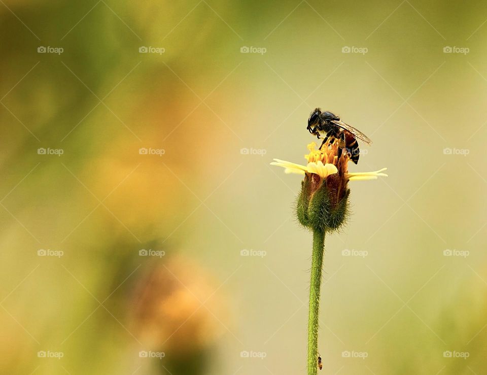 Yellow background - Honey bee - Dandelion bud 