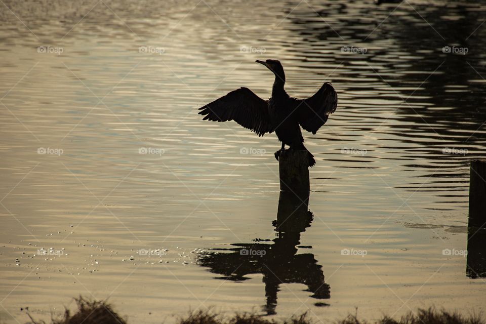 Last light at lake