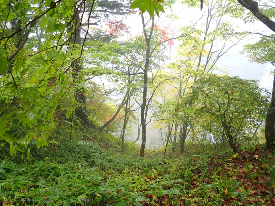 Foggy morning at the rainforest