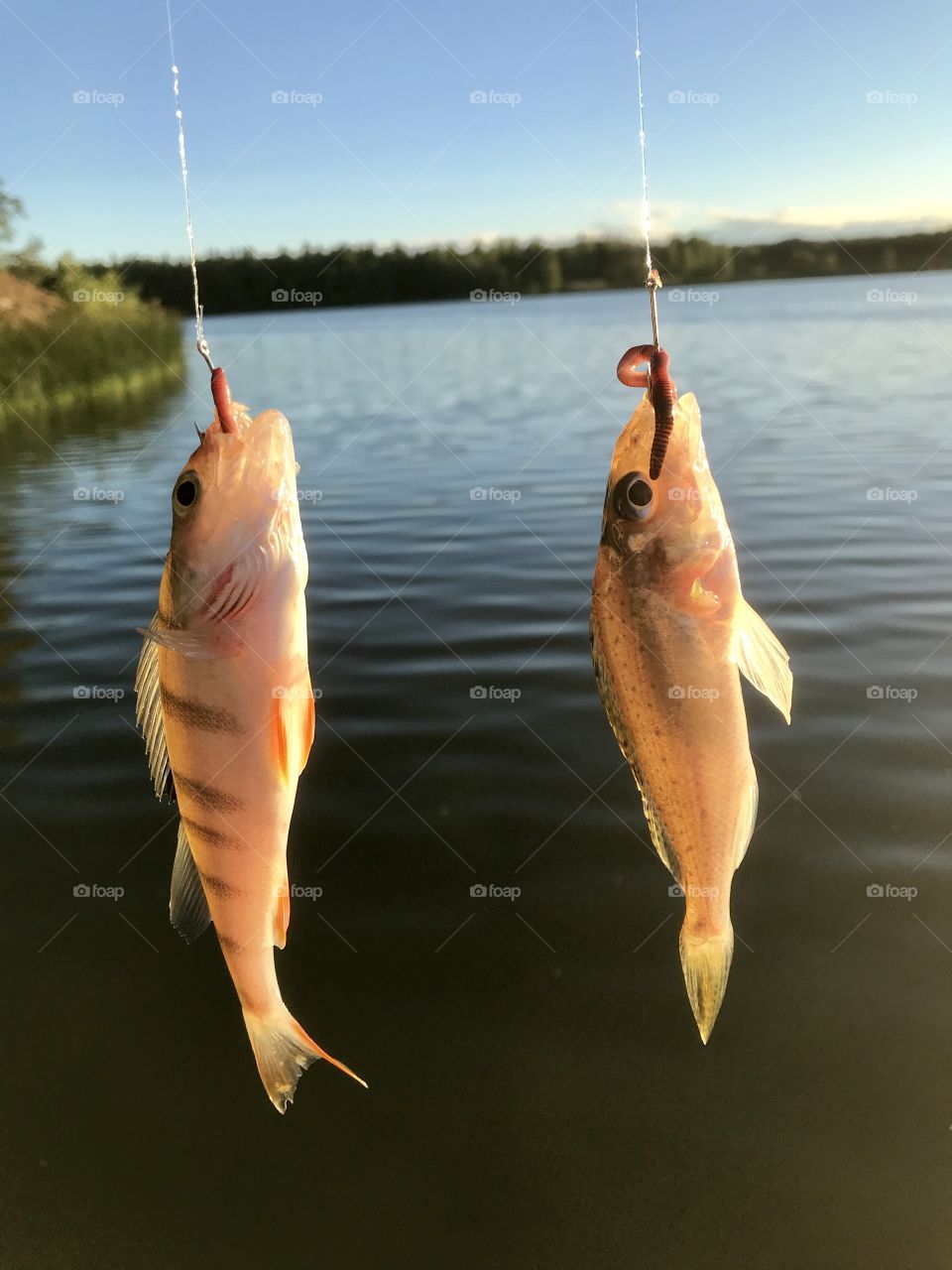 Small perch and Zander caught on the lakeside