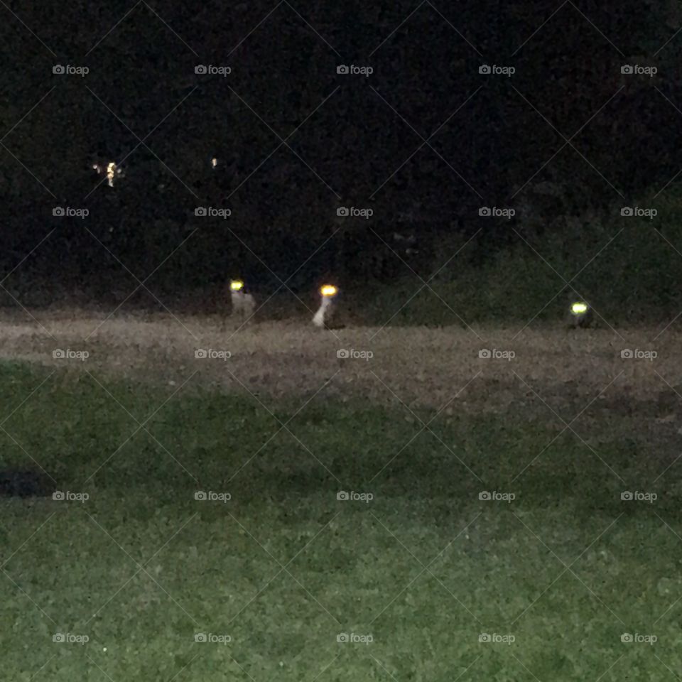 Cats of the corn!!!!