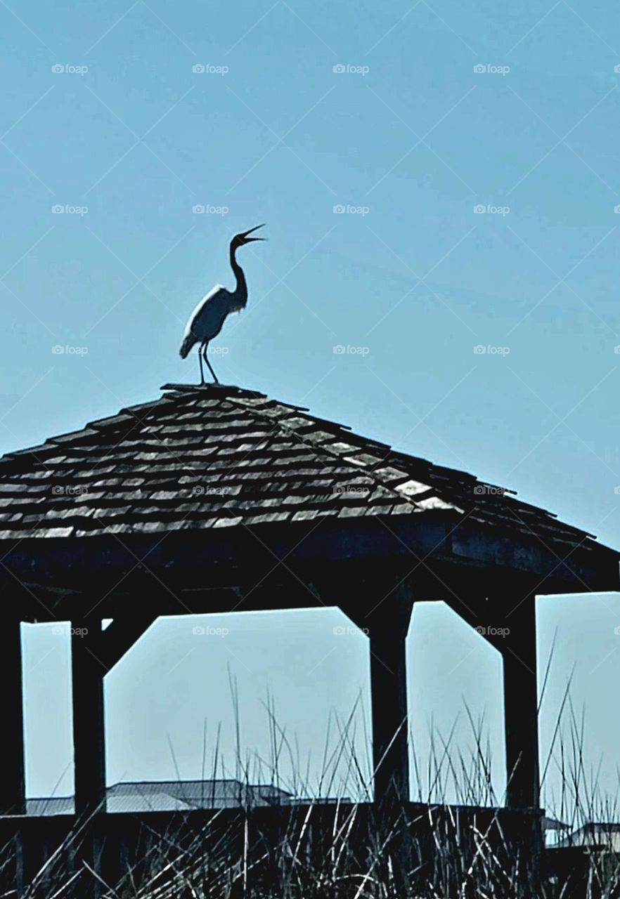 Egret looking for lunch looking over the Salt marsh