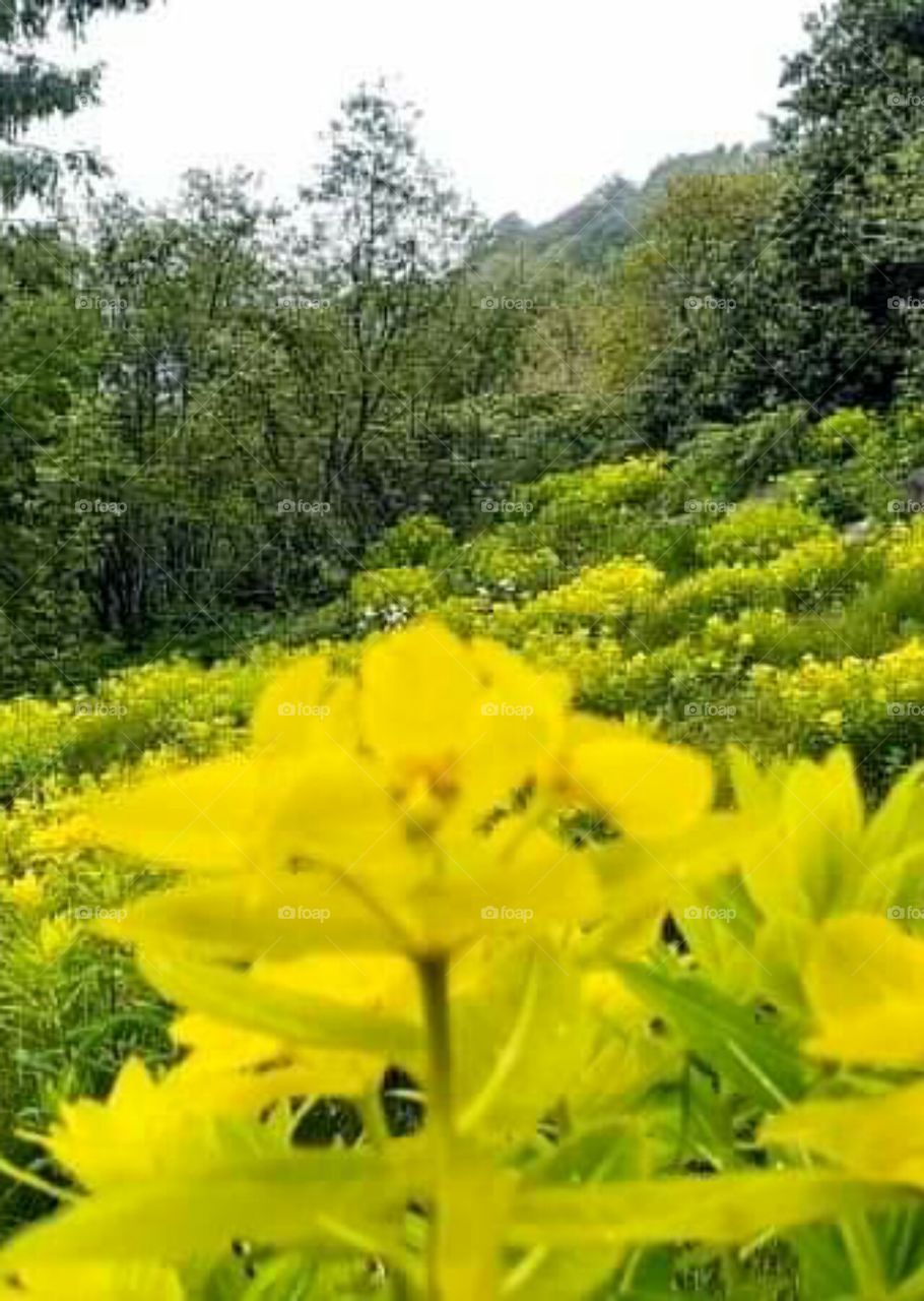 yellow flowers