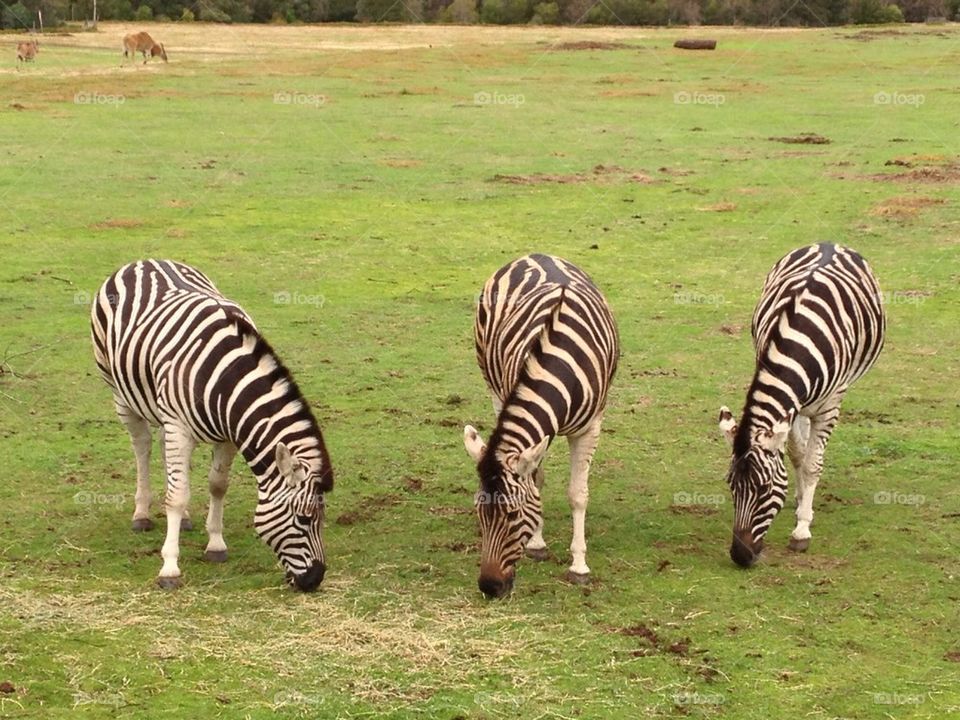zoo wildlife australia zebra by auscro