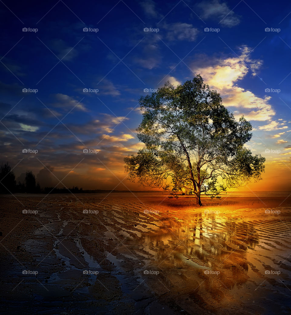 tree at tanjung beach