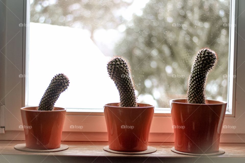 Cactus family