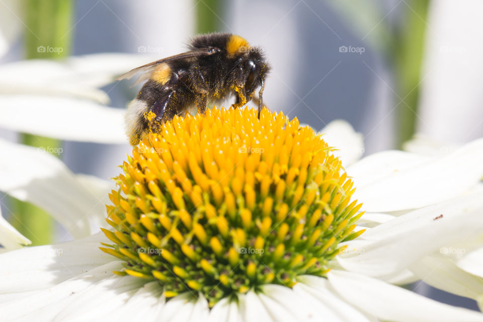 Closeup on bee on white flower in fair weather - närbild humla vit blomma 