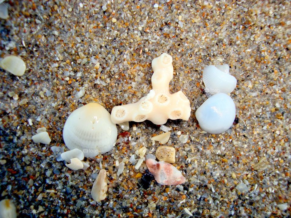 Washed ashore 