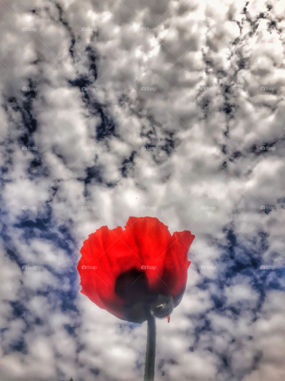 красный мак на фоне облаков