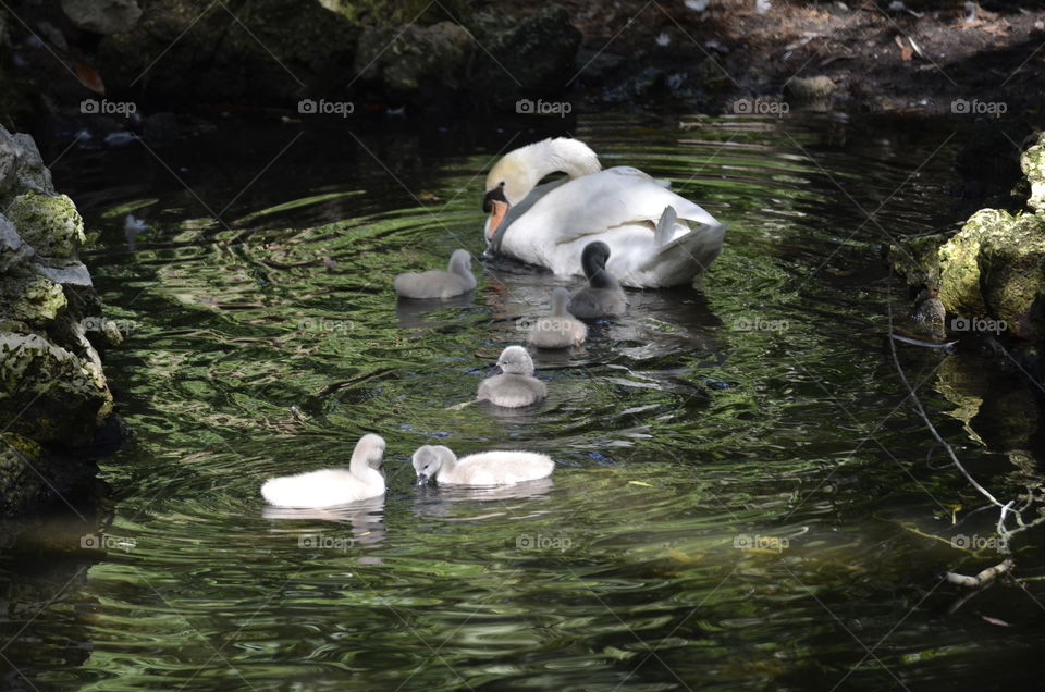 Swan Family