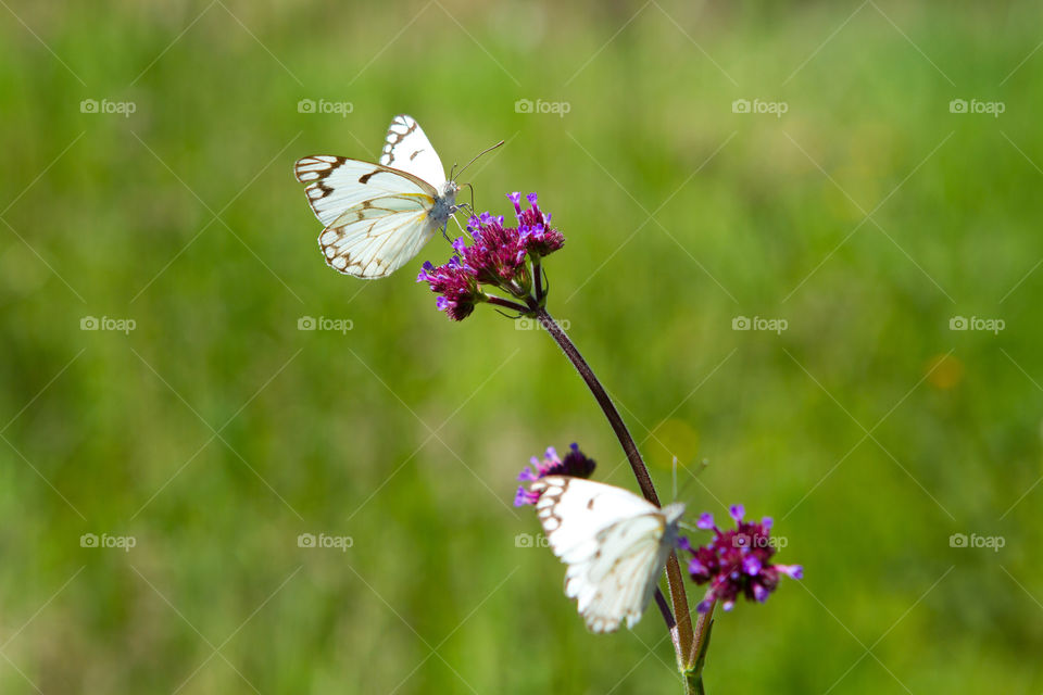 First sign of spring - butterflies! Image of two butterflies on a purple flower.