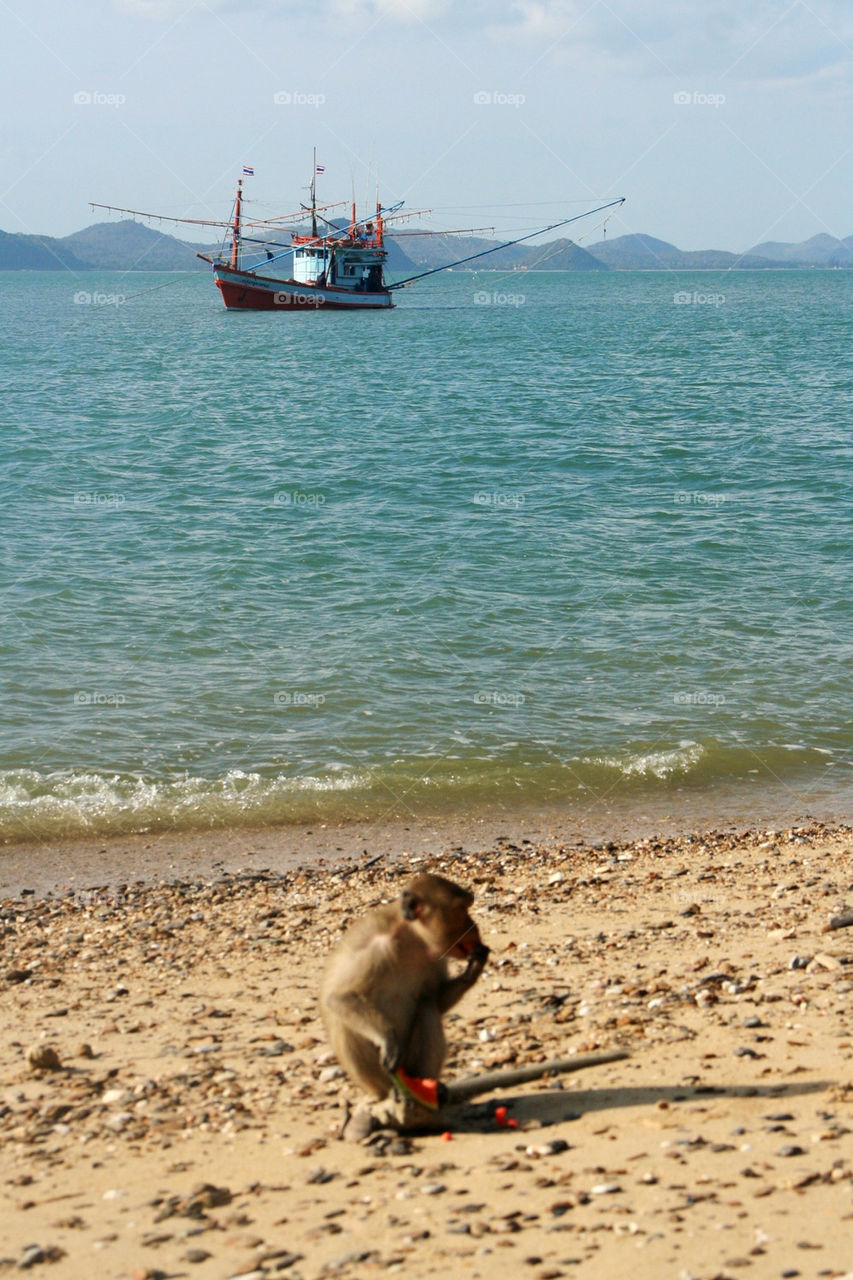 Feeding monkeys on monkey island in Thailand