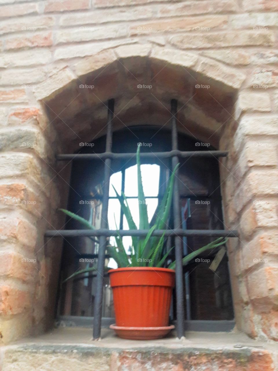 plant on the window