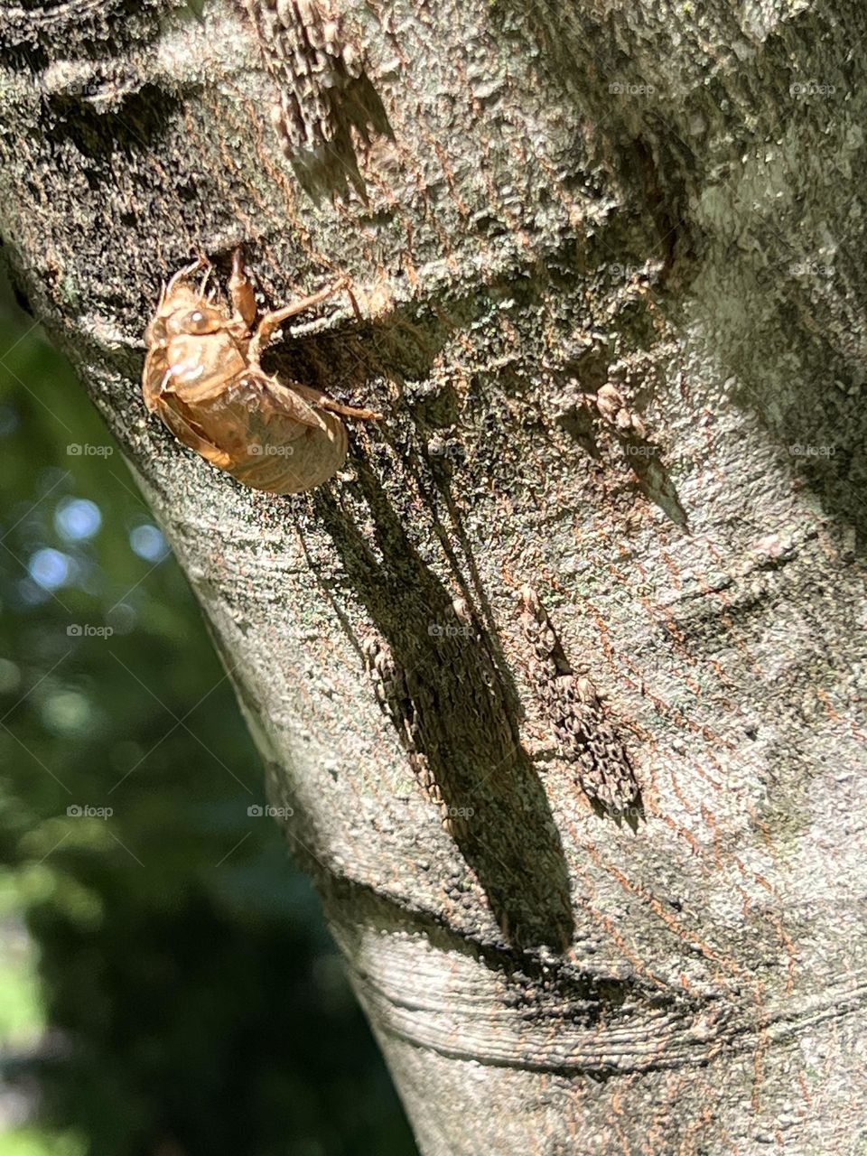 Cicada molt
