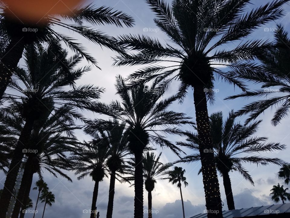 palm trees on a warm afternoon