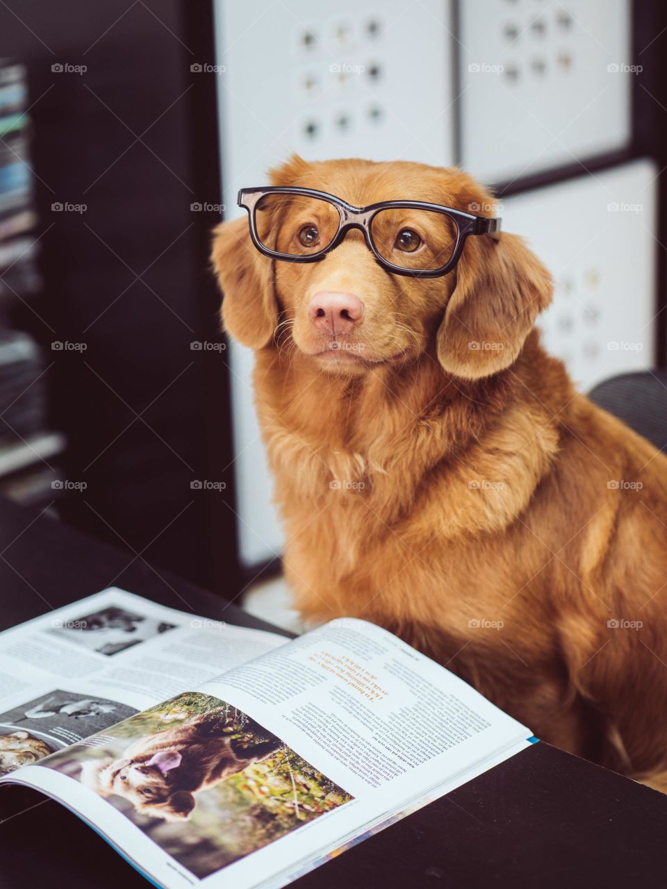 this dog look a smart