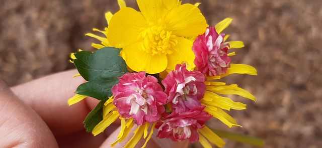 admiration colors