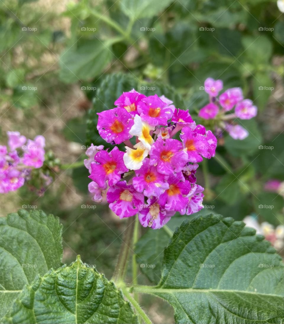 🌹 🇺🇸 Very beautiful flowers to brighten our day.  Live nature and its beauty. Did you like the delicate petals? / 🇧🇷 Flores muito bonitas para alegrar nosso dia. Viva a natureza e sua beleza. Gostaram das pétalas delicadas? 