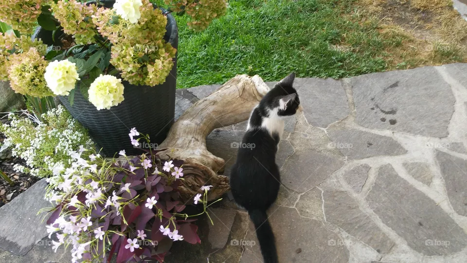 Katze