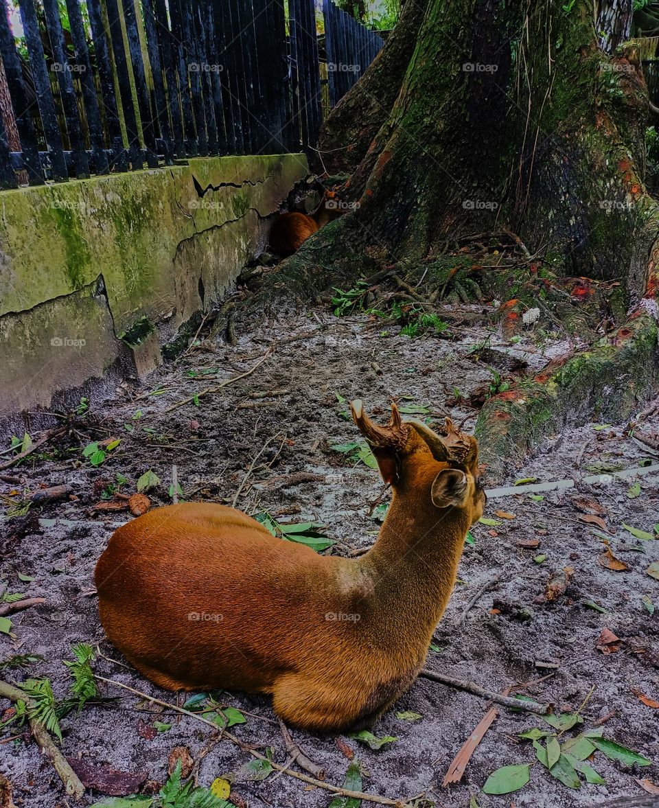 Reeves' muntjac, also known as the Chinese muntjac, is a species of muntjac found widely in southeastern China and
Taiwan. Reeves's muntjac at Frankfurt Zoo in siantar, north sumatra, Indonesia