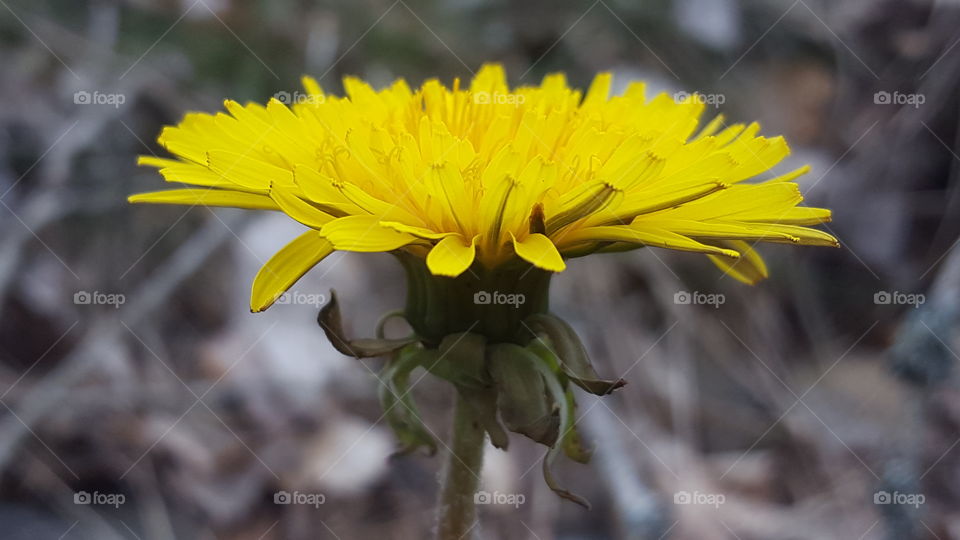 Dandelion