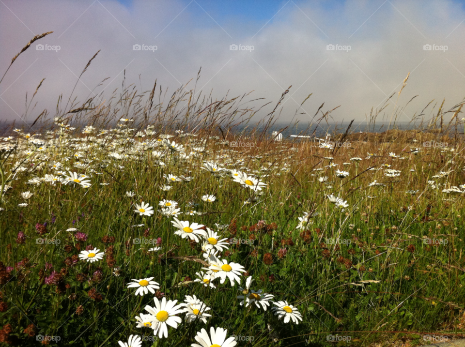 sky flowers chair grass by haq