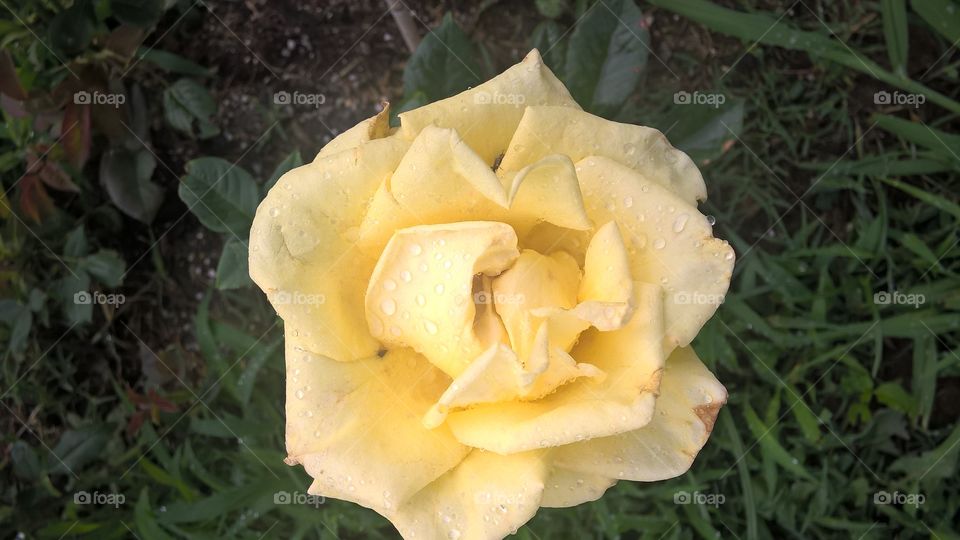 The yellow rose of Texas 
