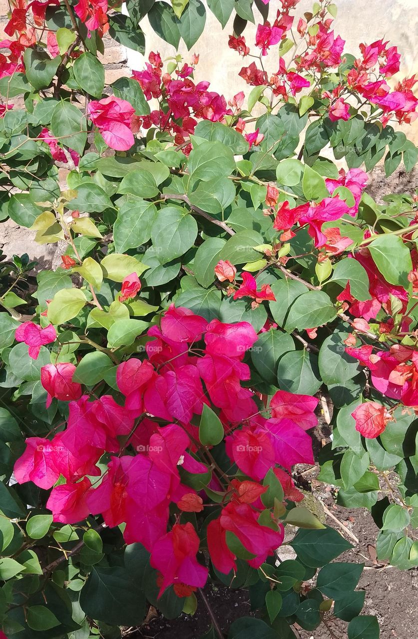 beautiful paper flowers