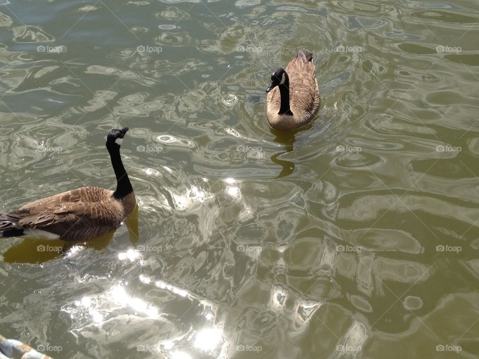 Goose ballet