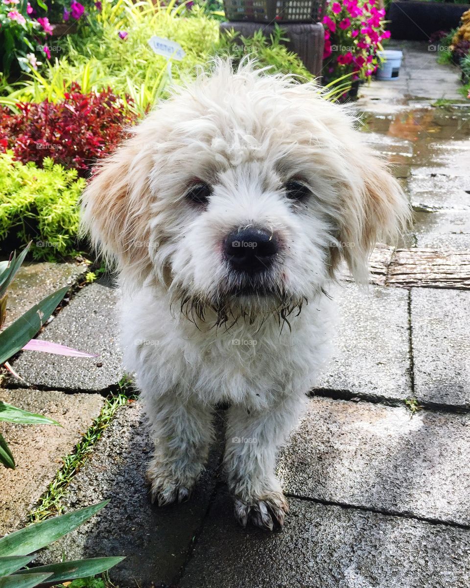 Wet dog in garden