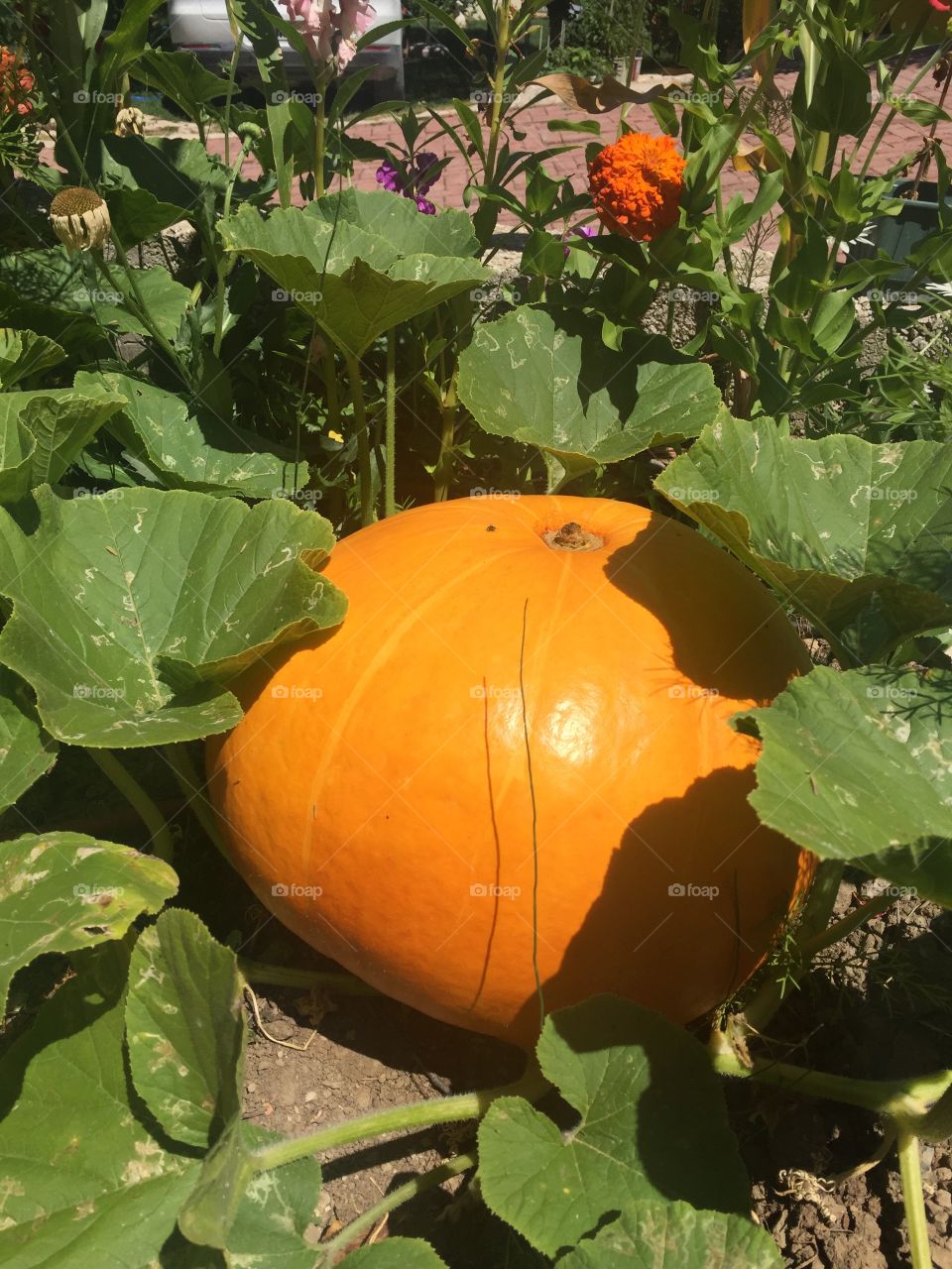 Our First Pumpkin